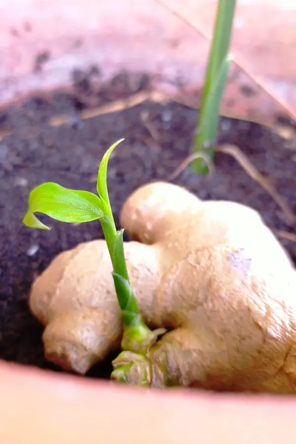 A root that has started to sprout in two different spots. 