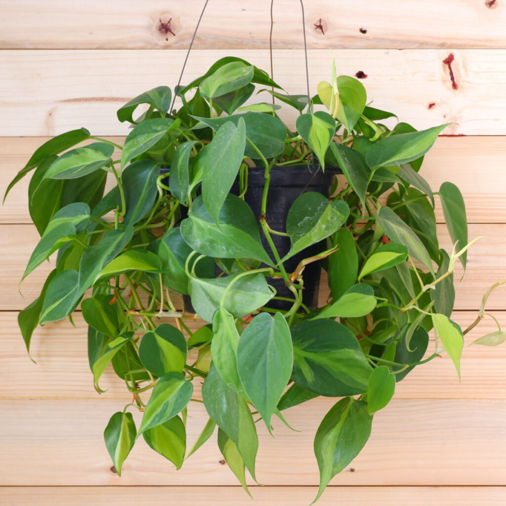 A philodendron brazil growing in a hanging basket.