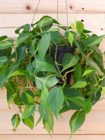 A philodendron brazil growing in a hanging basket.