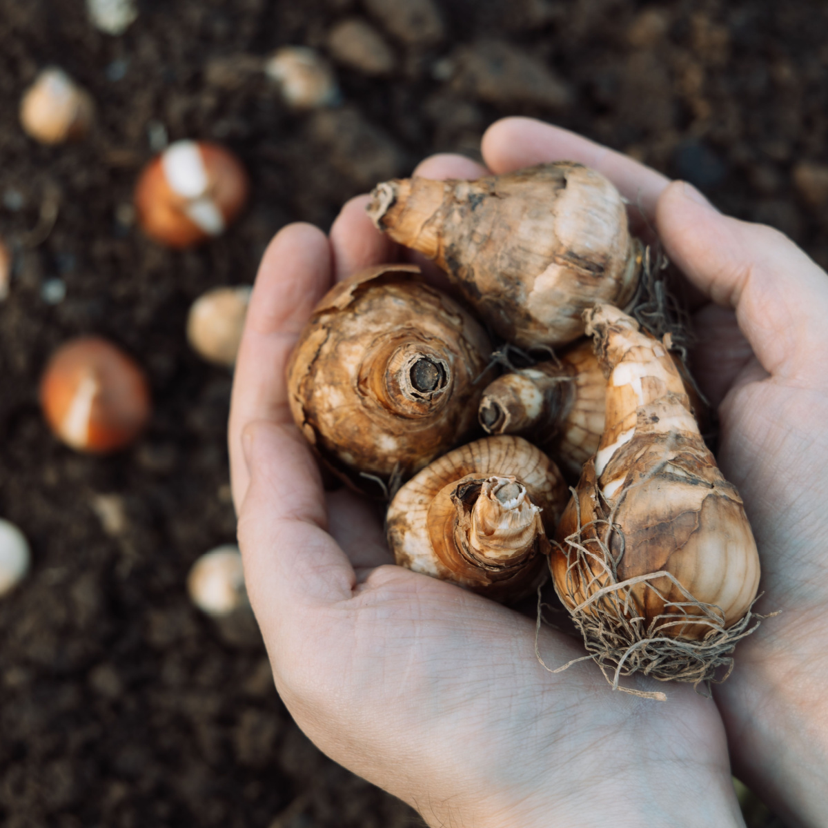 How To Plant Daffodils Before Winter The Secret To Spring Color!