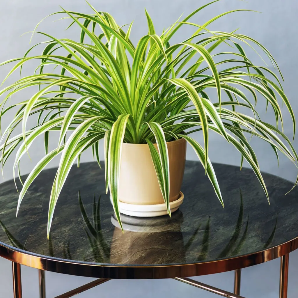 A spider plant growing in a beige pot on a table