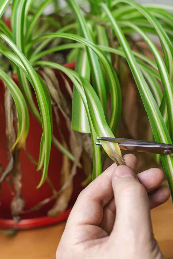A hand cutting the brown tips off of a spider plant.