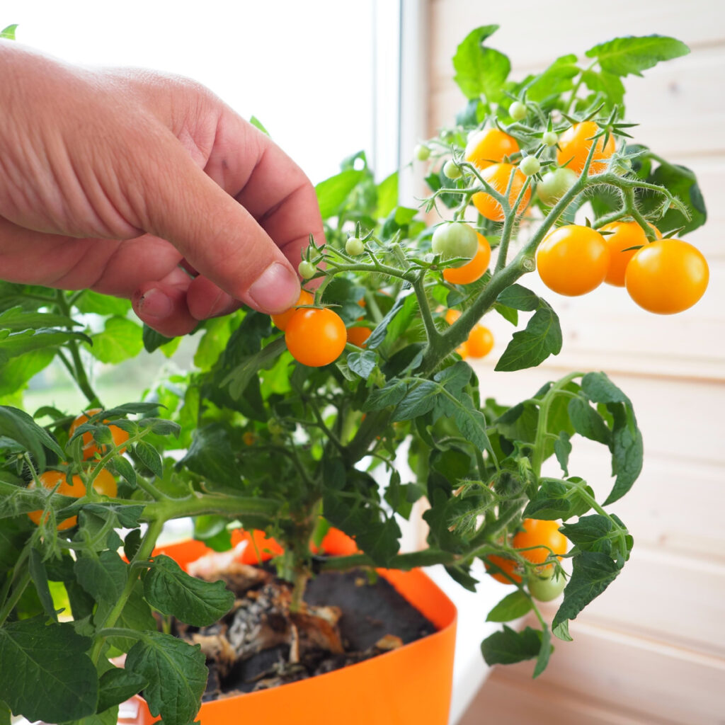 A hand harvesting orange ripe cherry tomatoes that were grown indoors.