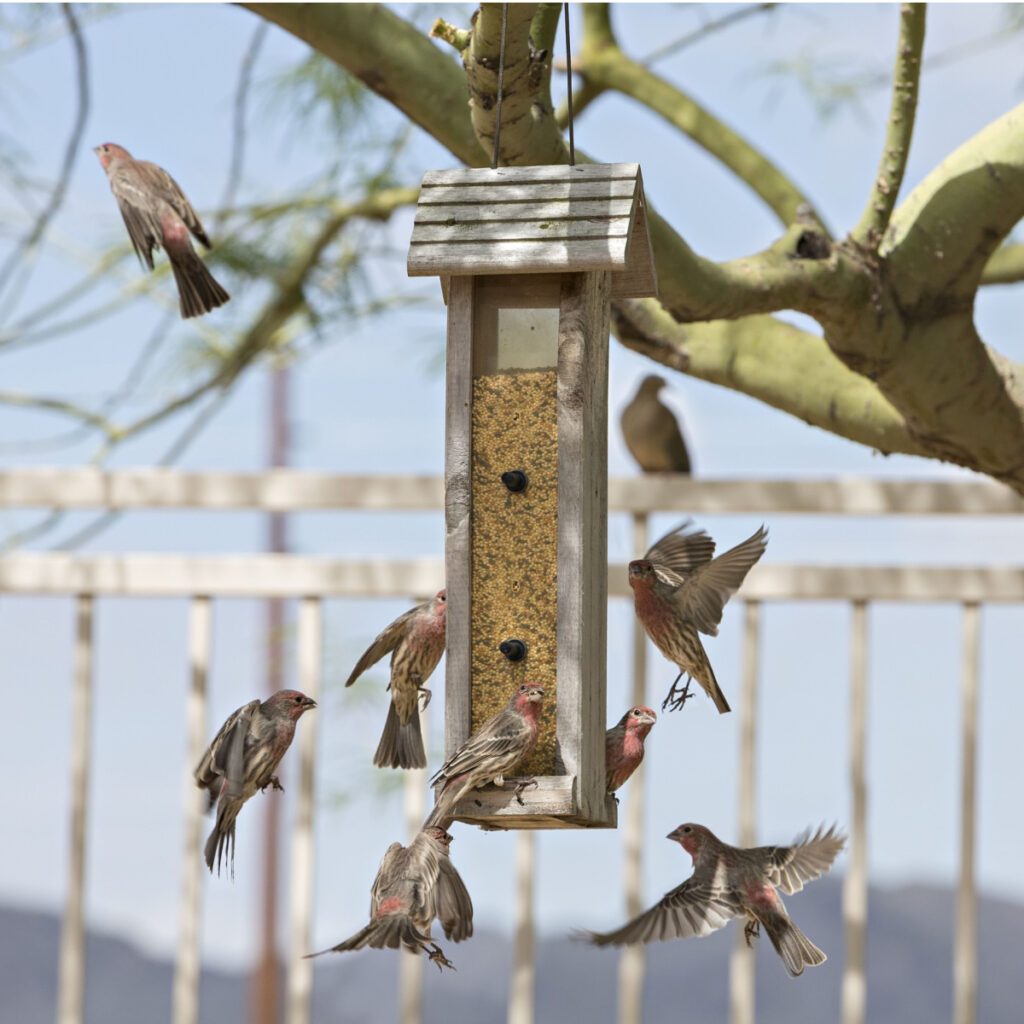 feed finches in the winter
