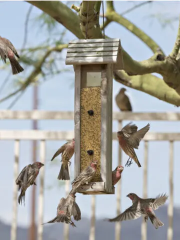 feed finches in the winter