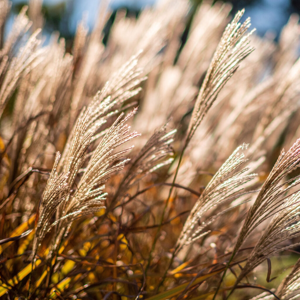 ornamental grasses - before winter