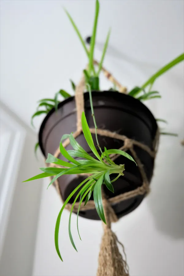 A baby plant hanging off of the main plant - ready for propagating.