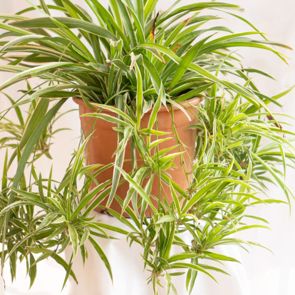 fertilize spider plant