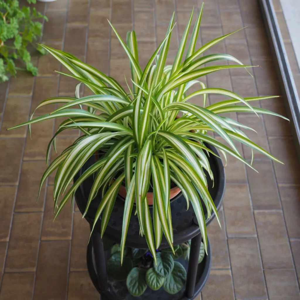 spider plant on porch