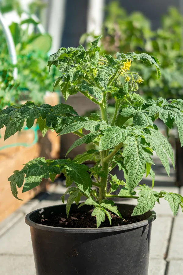 A tomato plant that is growing in a container on a patio.