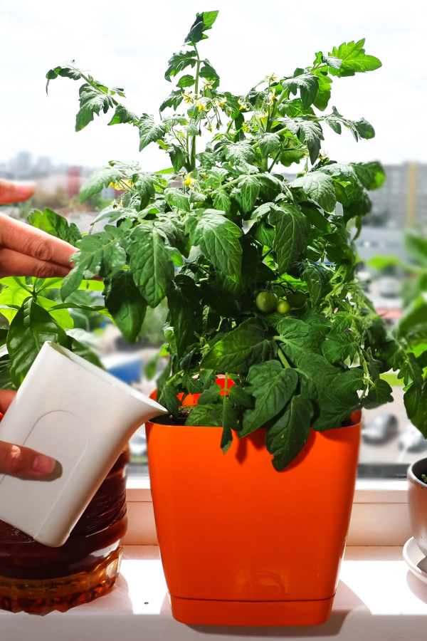 Someone watering indoor grown tomatoes at the base of the plant. 