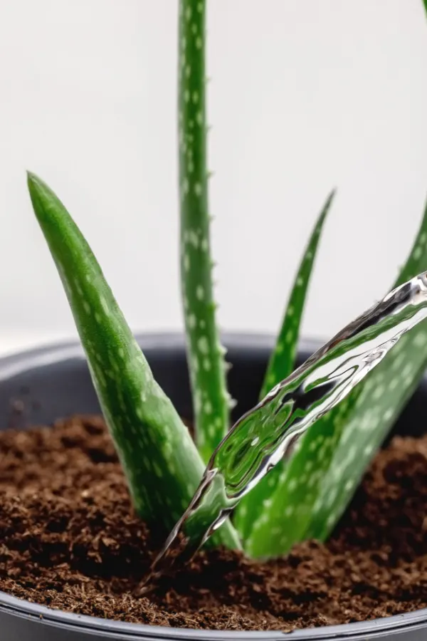 An aloe vera plant being watered