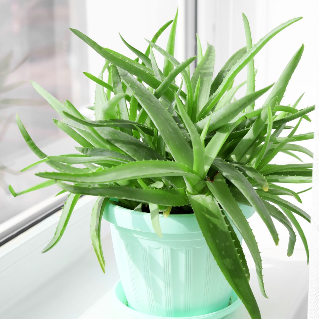 How To Grow Aloe Plants The Perfect Houseplant To Heals Cuts 4407