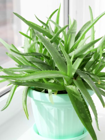 An aloe plant in a blue pot sitting next to a bright window.