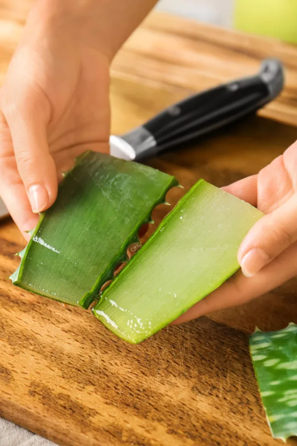 An aloe vera leaf sliced in half to reveal the gel substance within. Aloe Vera Houseplants