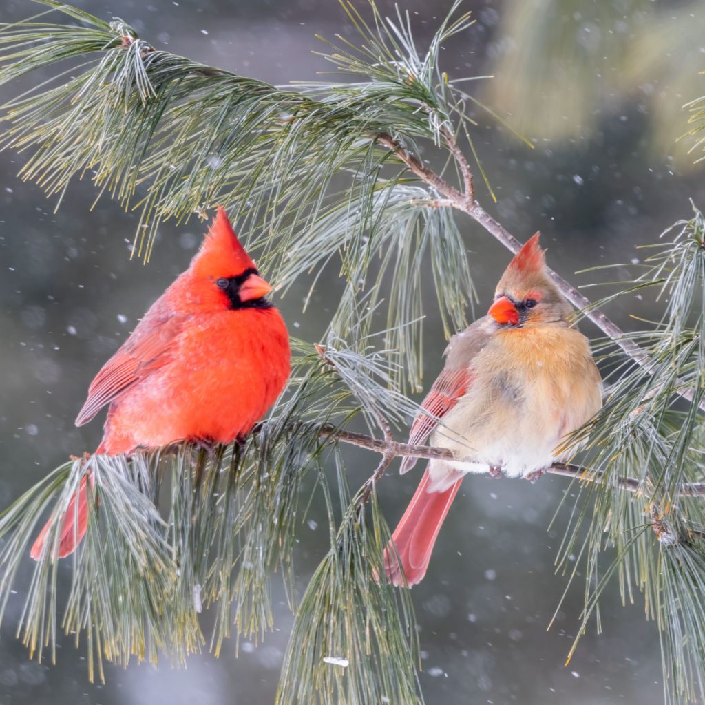 A male and female cardinal sitting on the branch of a pine tree with snow falling around them. 
