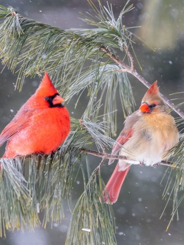 A male and female cardinal sitting on the branch of a pine tree with snow falling around them.