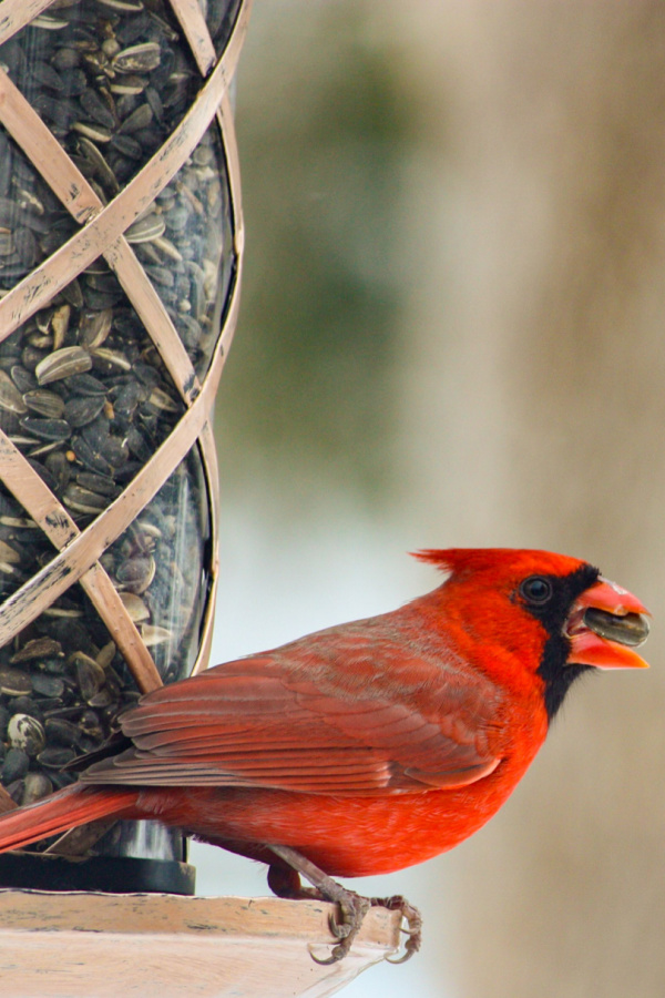 A male cardinal on a feeder with black sunflower seeds.