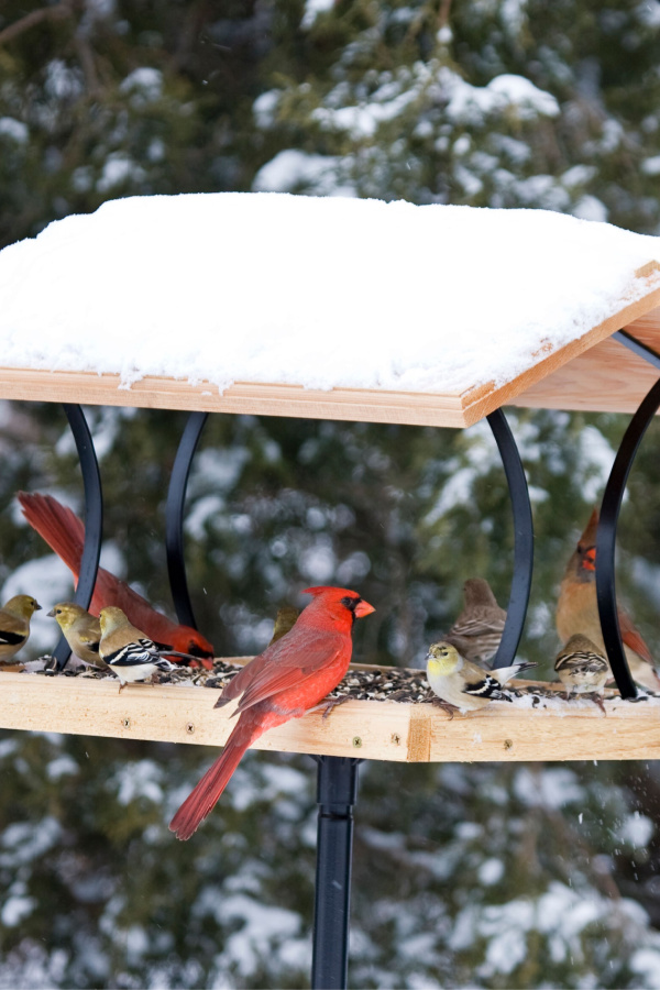 Several cardinals and small birds on a large feeder. 