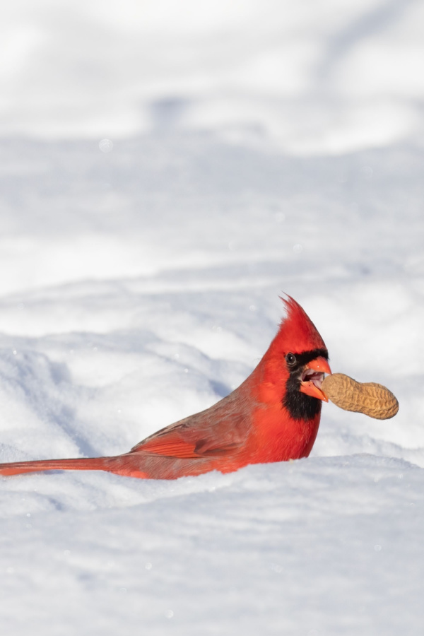 A male bird with a whole peanut in its beak while it stands in the snow.