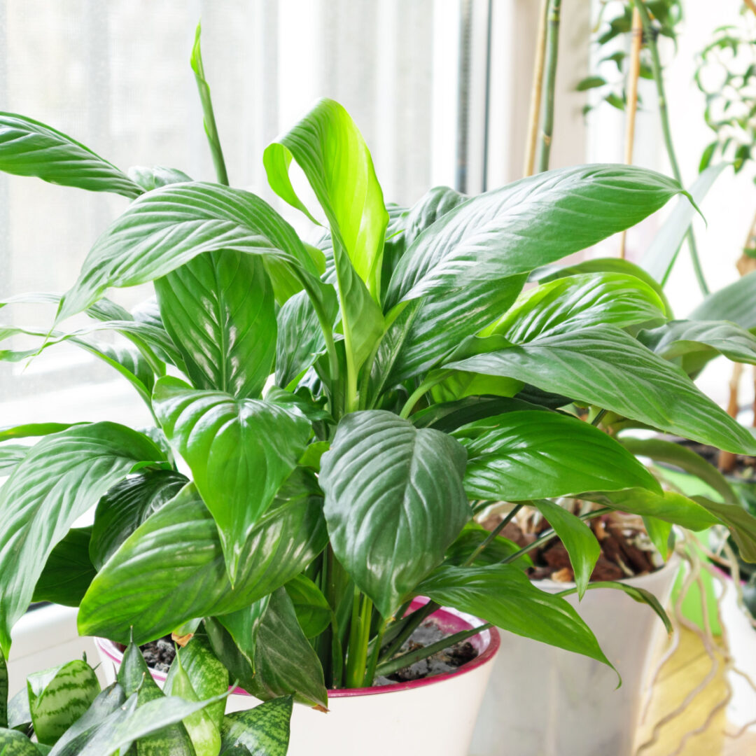 How To Use Houseplants To Add Humidity To Your Home In Winter!