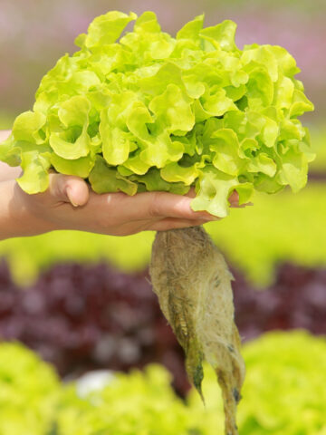 Two hands holding up lettuce that has been grown in a hydroponics kit.