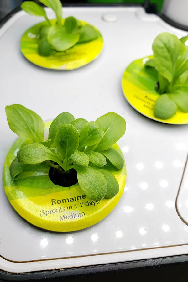Romaine lettuce recently sprouted in a hydroponics kit.