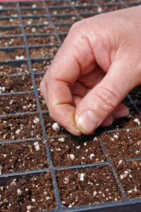 How To Make Seed Starting Soil - With 5 Simple Ingredients!