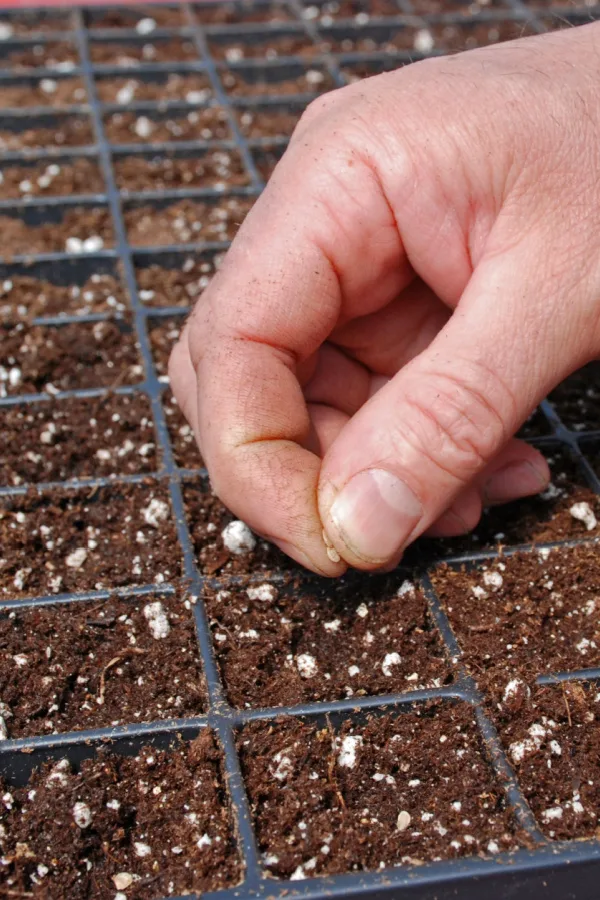 A hand sowing seeds in seed starting soil into small trays.