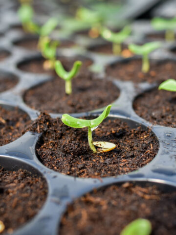 Small vegetable seedlings sprouting in seed starting trays