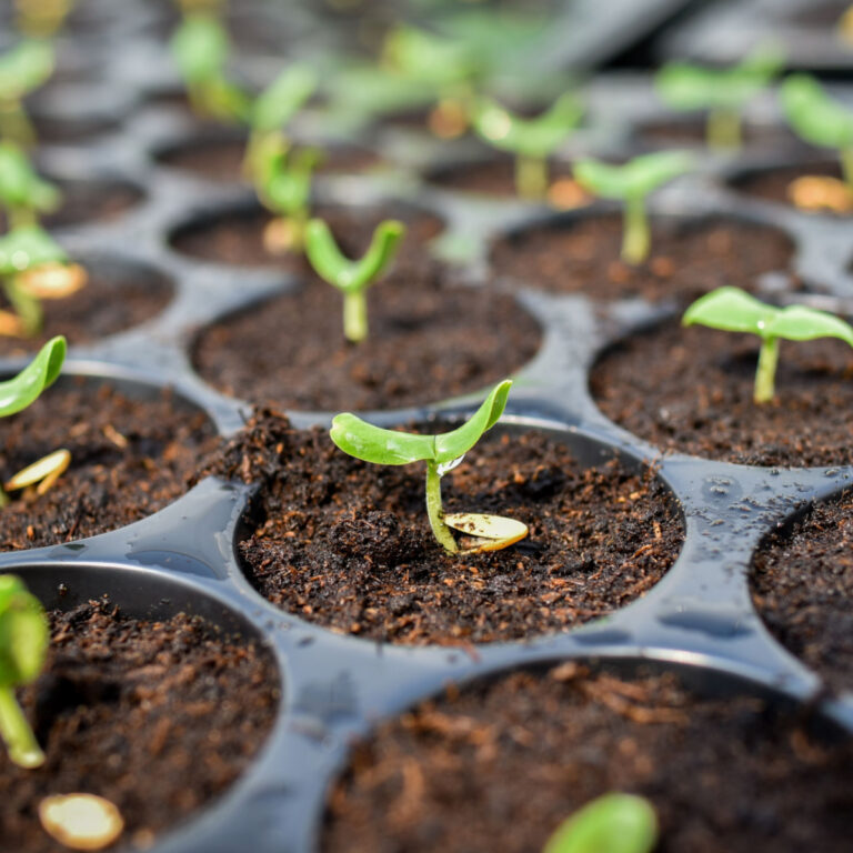 Small vegetable seedlings sprouting in seed starting trays