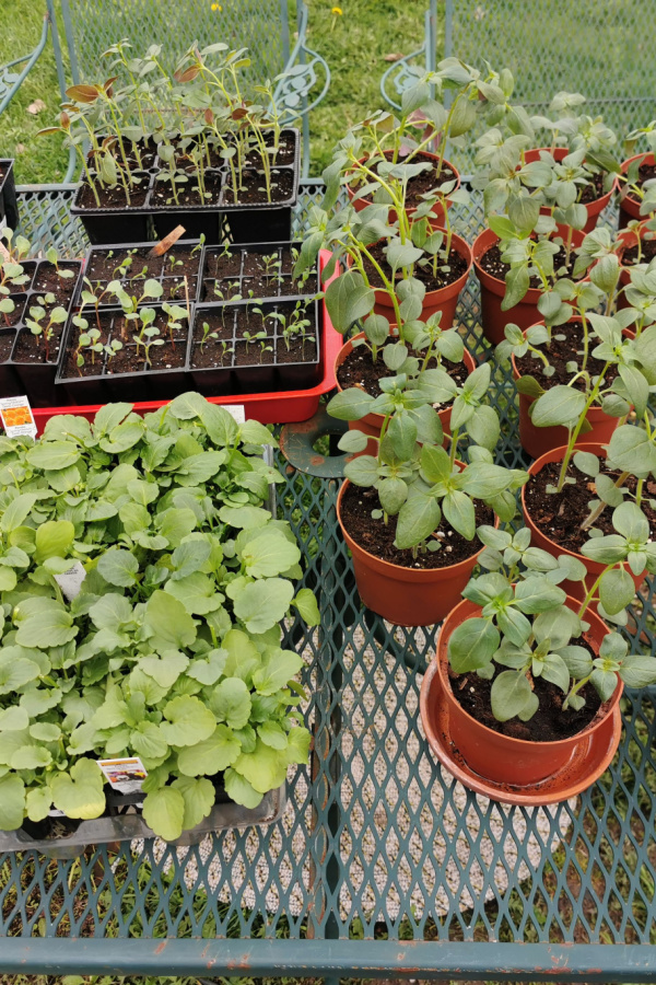 Seedlings on a patio table outside in the elements. Vegetable plants indoors to outside.