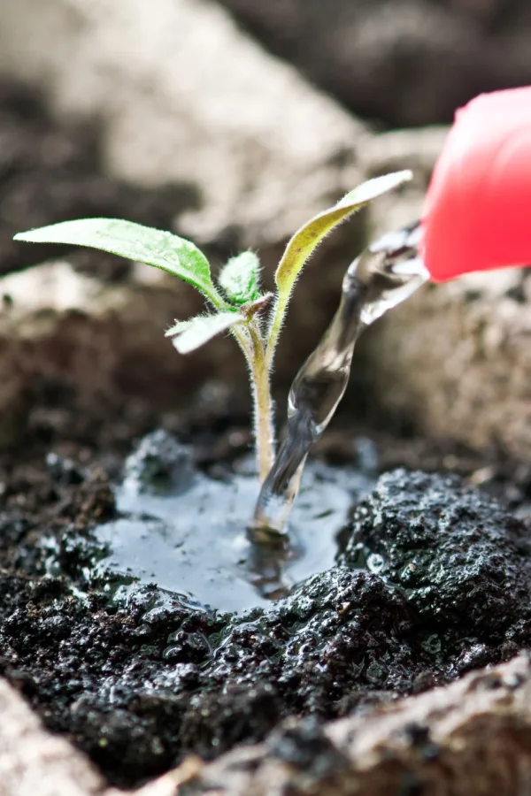 A vegetable plant seedling that is getting watered at the base of the plant.