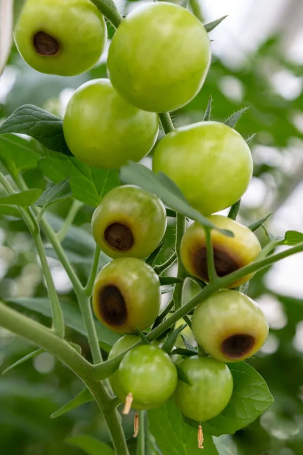 Unripe tomatoes with blossom end rot.