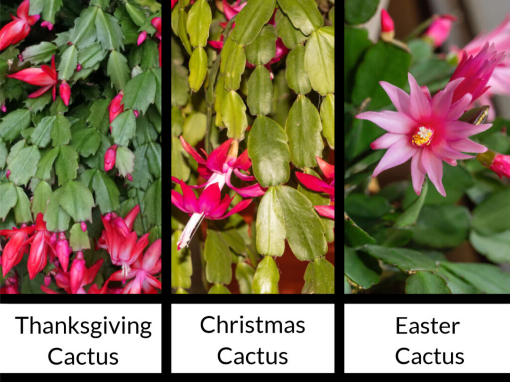 difference between holiday cacti