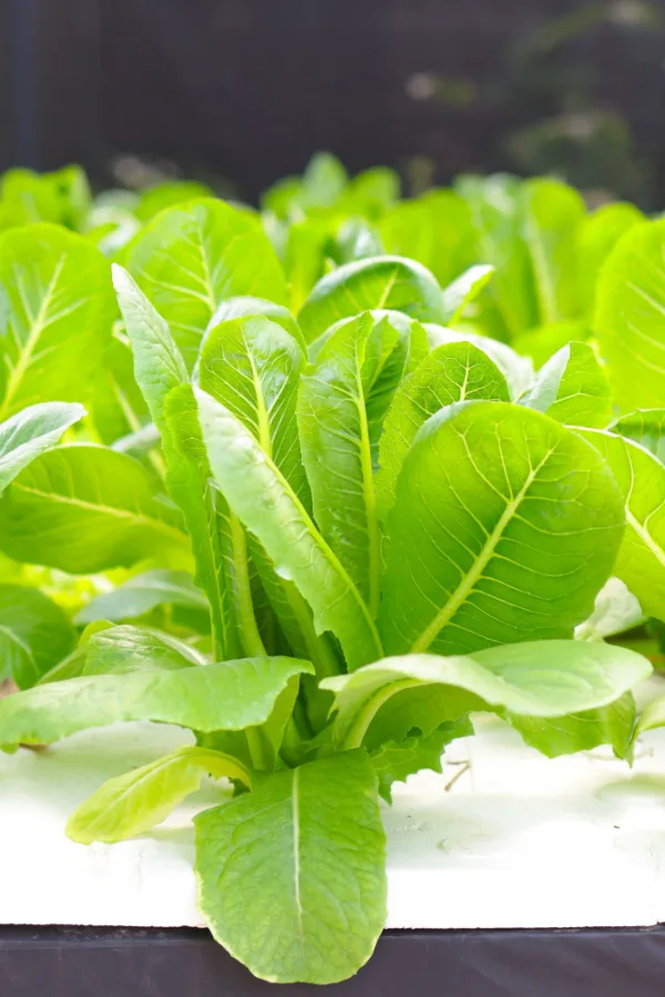 Mature lettuce leaves that are ready for harvesting from growing in a hydroponics kit. 