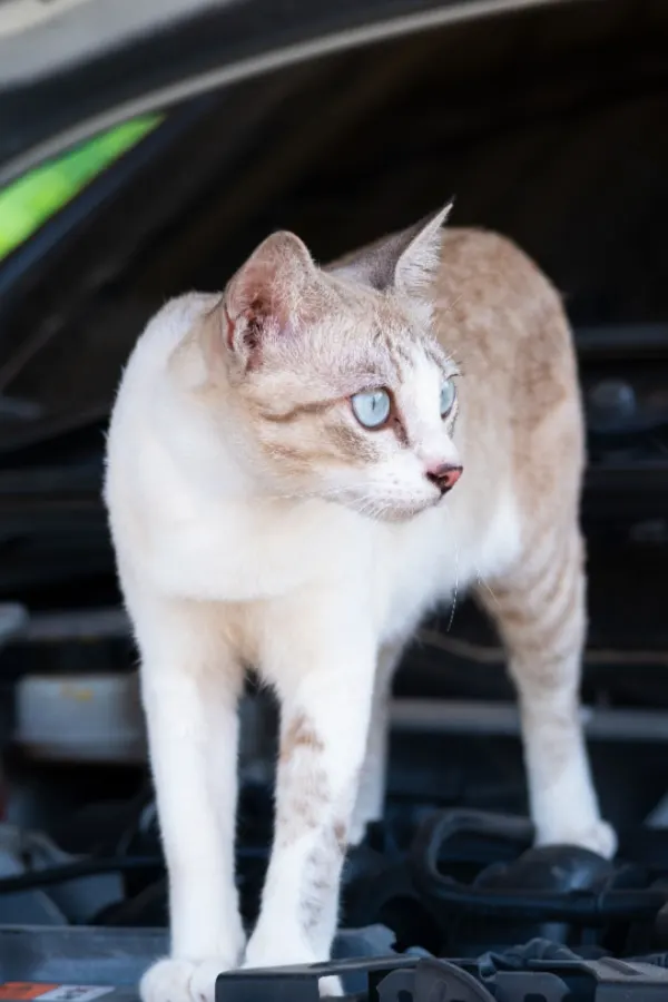 cat protecting a car