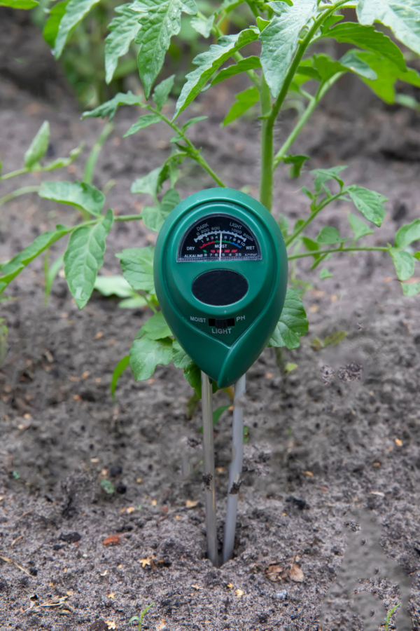 A soil moisture probe in the soil in front of a tomato plant. 