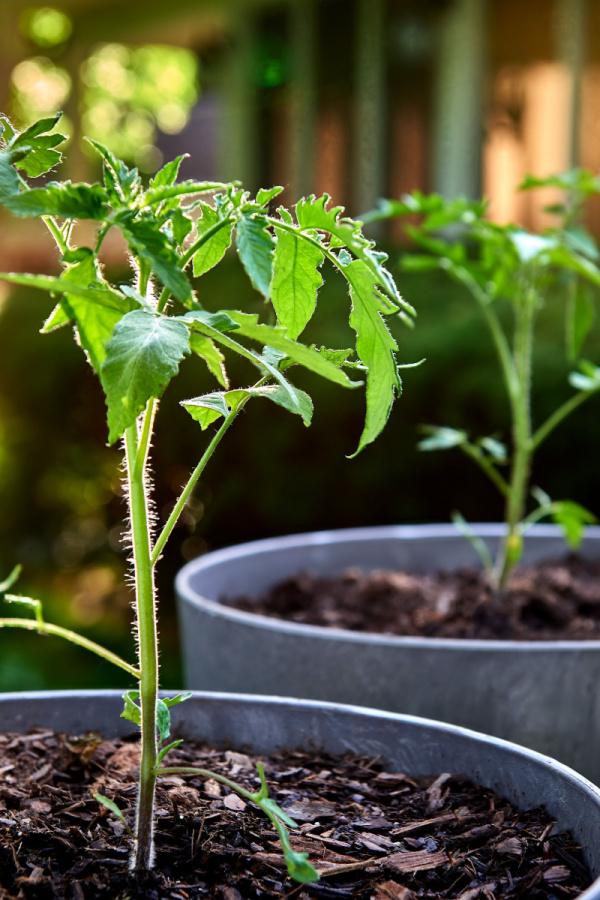 Two young tomato plants growing in gray containers. 