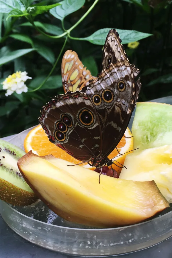 A butterfly on a plate of cut up fresh fruit. 