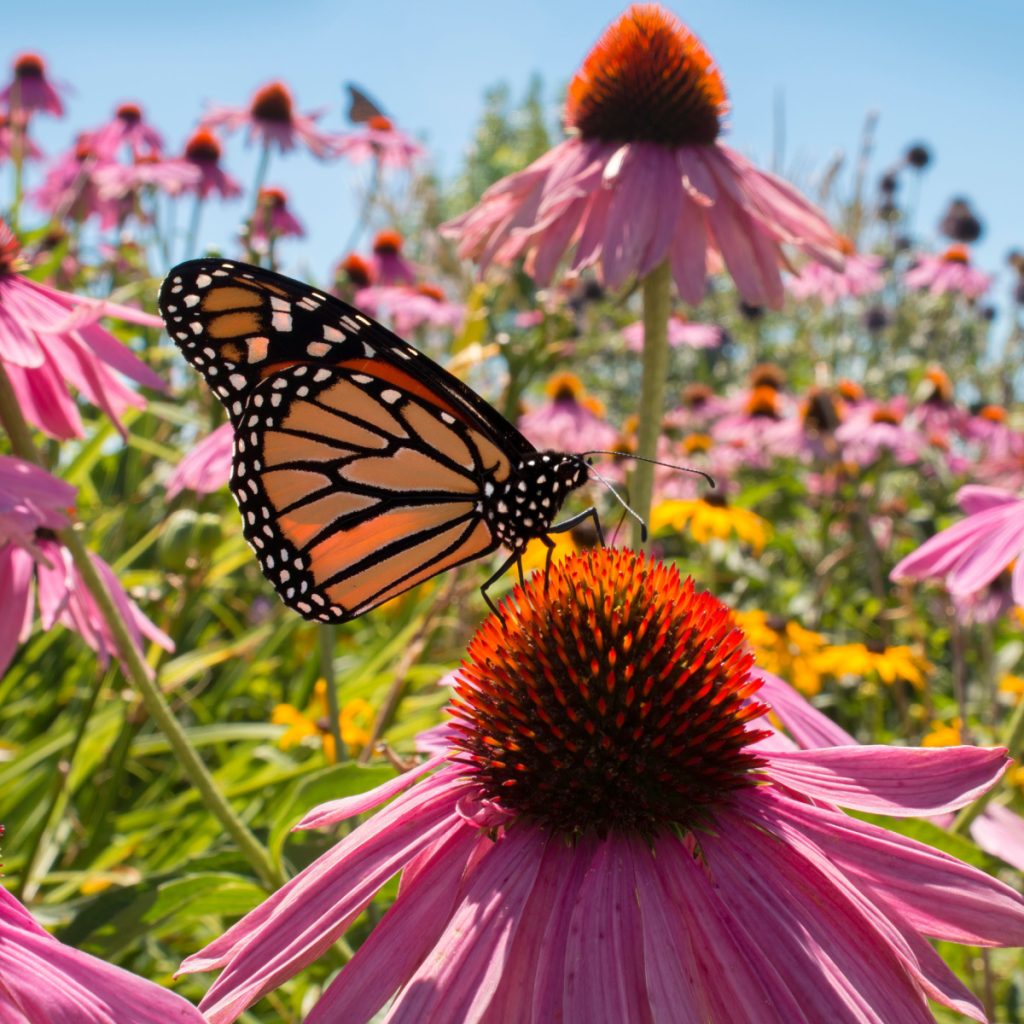 A monarch butterfly drinking nectar on a purple coneflower.