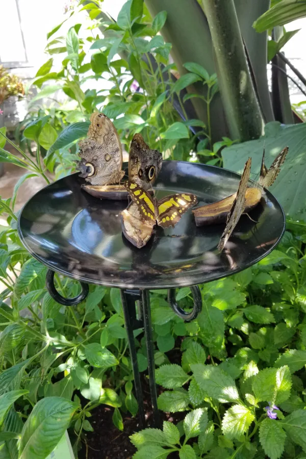 Several butterflies on a black dish of water in a garden. Butterfly garden plants