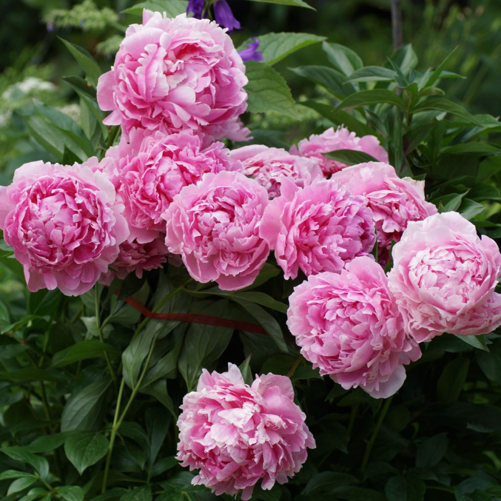 Beautiful pink peony blooms on a healthy plant