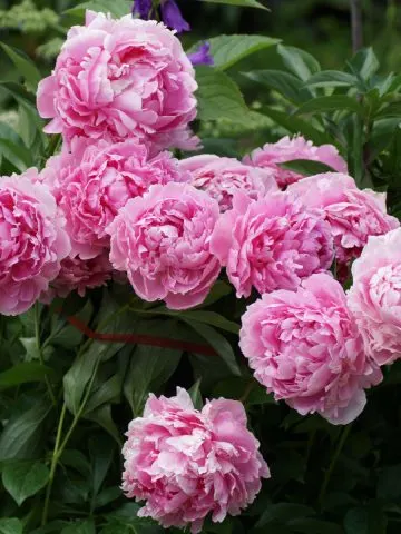 Beautiful pink peony blooms on a healthy plant