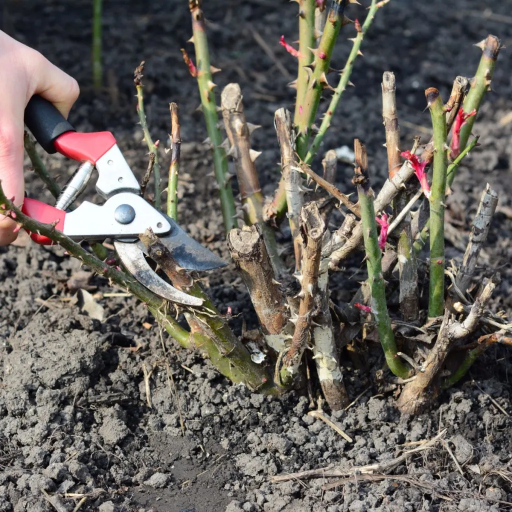 Pruning Rose Bushes In Winter – How To Get Your Roses To Bloom Bigger ...