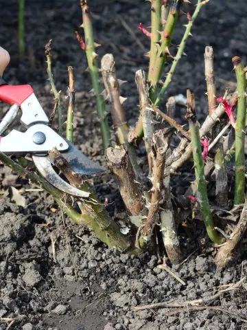 A hand pruning rose bushes