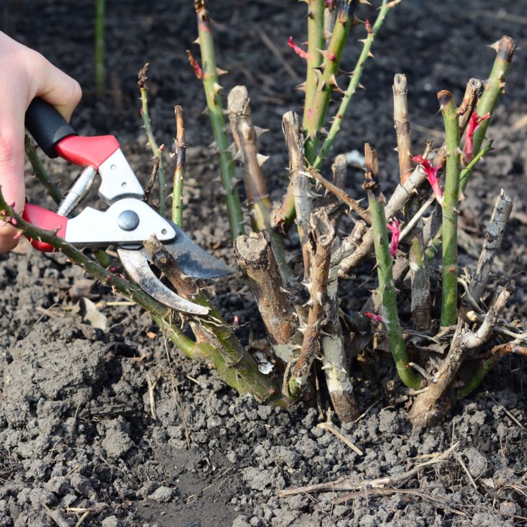 A hand pruning rose bushes
