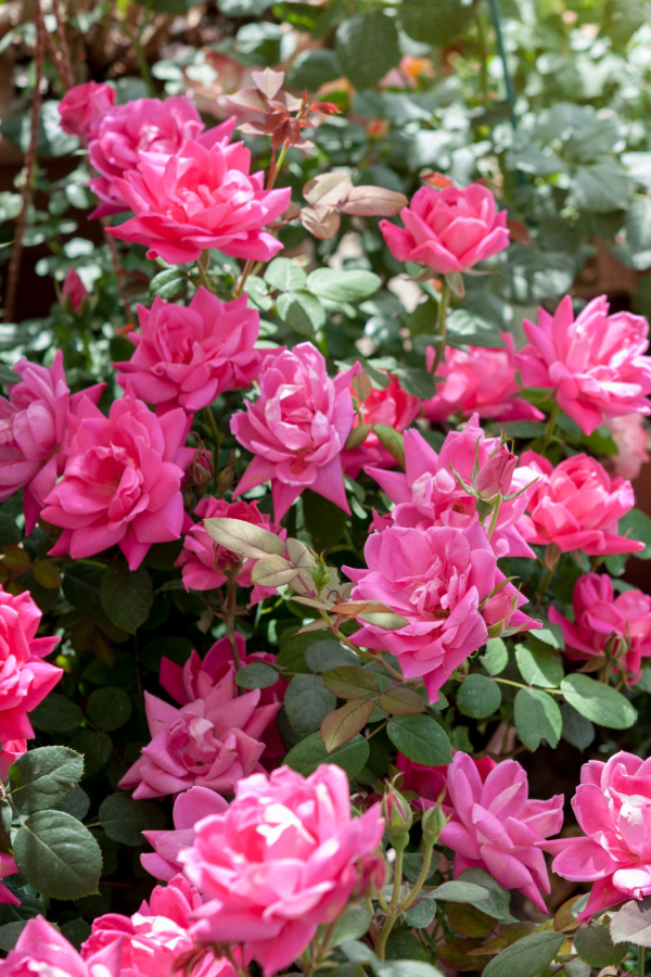 Bright Pink knock out roses blooming on a bush. 
