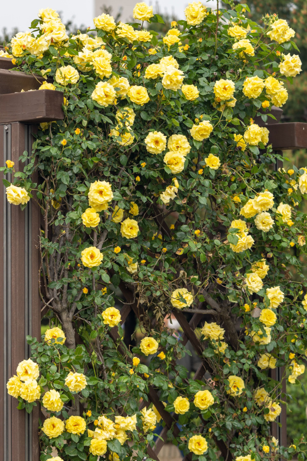 Climbing roses with lots of yellow blooms