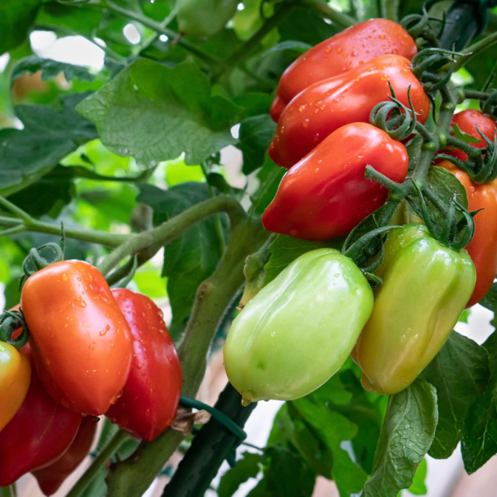 Several San Marzano tomatoes ripening on a plant.